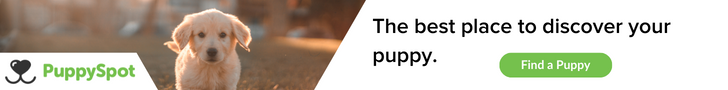 PuppySpot (2)